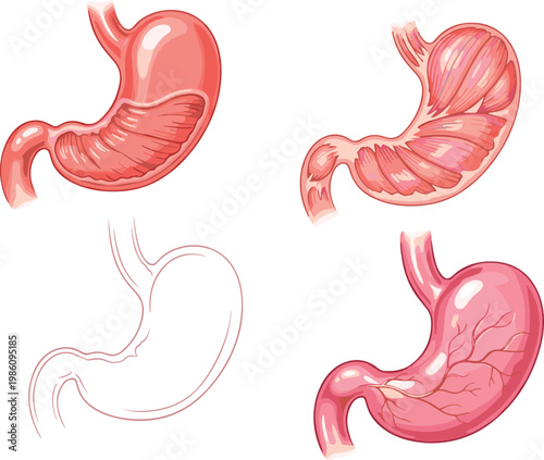 Human Stomach Anatomy Illustration Set with Different Internal Views and Medical Organ Details for Healthcare Education and Digestive System Study Design