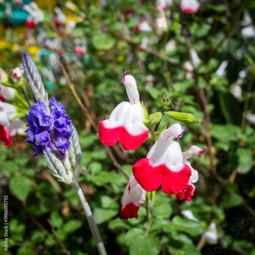  Close up of red and white salvia flowers blooming in a garden.