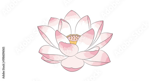 Delicate pink lotus flower illustration with white background, symbolizing purity, enlightenment, and rebirth.