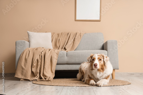 Cute Australian Shepherd do...