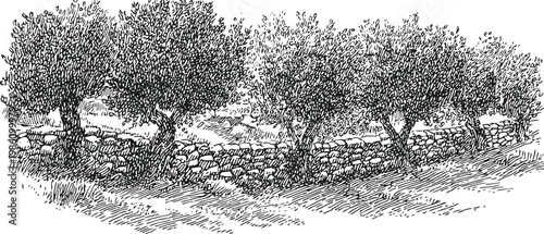 olive trees grove with stone wall border in rustic landscape hand drawn illustration