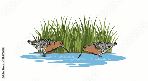 Two wading birds with long beaks forage in shallow water near tall grass