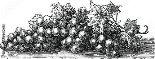 Vintage grapevine illustration with ripe clustered grapes and detailed leaves engraving artwork