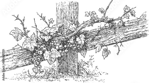 grapevine climbing wooden cross vine with leaves and grape clusters detailed black ink sketch