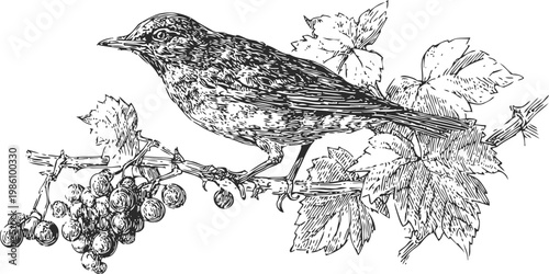 Vintage bird perched on grapevine branch with leaves and clustered grapes illustration