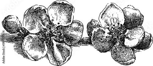 Vintage botanical illustration of cherry blossoms with detailed flowers and buds on a branch