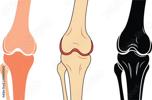 Human Knee Joint Anatomy Vector Set Featuring Femur Patella and Tibia Bones in Flat Outline and Silhouette Styles for Medical Education and Healthcare Graphics