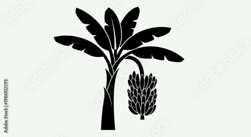 Black and white banana tree with ripe fruit bunch