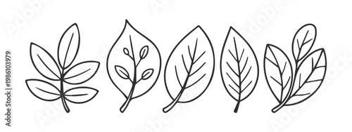 Botanical leaf  collection, vector illustration.
