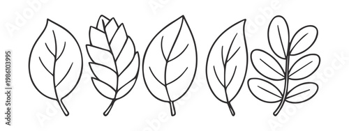 Botanical leaf  collection, vector illustration.