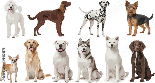 Set of different dog breeds vector illustration with realistic pets isolated on white background for animal design