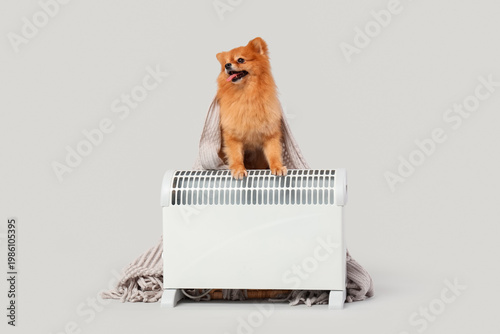 Cute Pomeranian dog with pl...