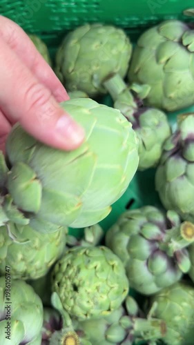 Shopper choosing fresh organic artichokes from a crate in a supermarket, a customer's hand selecting healthy vegetables at the grocery store for a balanced diet