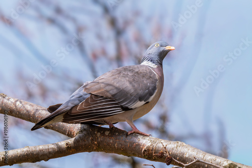 Gołąb grzywacz (Columba palumbus)	