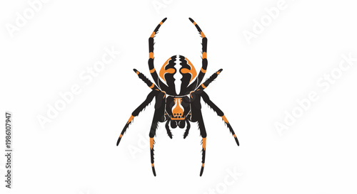 Detailed illustration of a black and orange spider, with segmented legs and abdomen