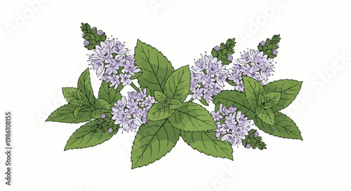 Delicate sprigs of mint with small lavender flowers and green leaves