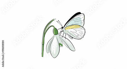Delicate white butterfly sips nectar from a dew-kissed snowdrop flower