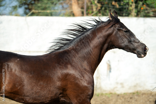 Bilde på lerret portrait of beautiful marwari mare running speedly  in paddock