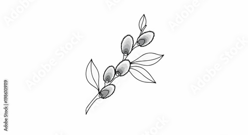 Delicate branch with soft, fuzzy buds and pointed leaves