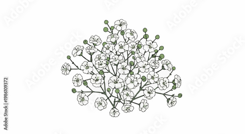 Delicate cluster of tiny white flowers with green buds on thin branches