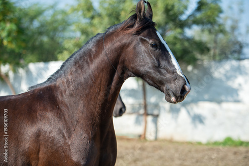 portrait of beautiful marwari mare running speedly  in paddock. India