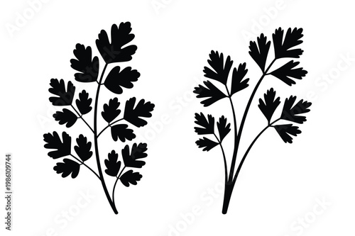 Fresh parsley herb sprigs botanical silhouettes vector illustration