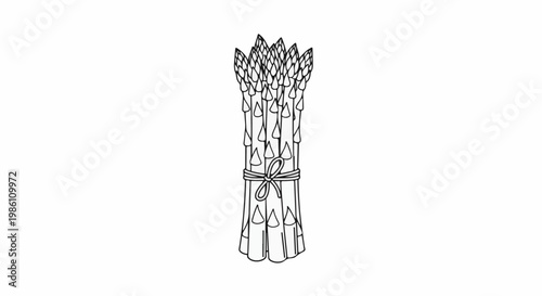 Detailed black and white line drawing of a bunch of asparagus, tied with string