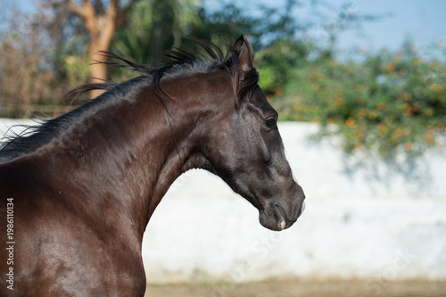 Schilderij op canvas portrait of beautiful marwari mare running speedly  in paddock