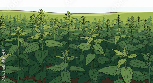 Dense green plants fill the foreground with a hazy green hill and white sky above