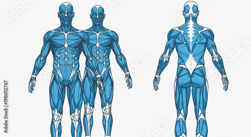 Human body muscle anatomy illustrations.