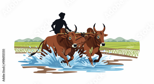 Farmer guiding oxen through flooded rice paddy fields