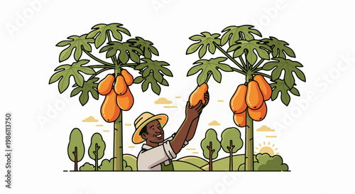 Farmer harvesting ripe papayas from trees at sunrise