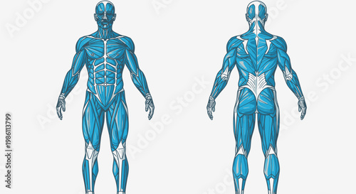 Human body muscle anatomy illustrations.