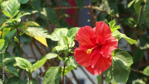 Close up of red Hibiscus rosa-sinensis , Hawaiian hibiscus Flower