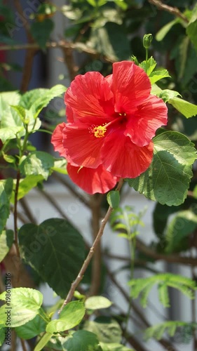 Close up of red Hibiscus rosa-sinensis , Hawaiian hibiscus Flower