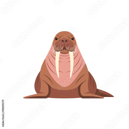 Illustration of a walrus sitting with a pink neck and white tusks on a white background