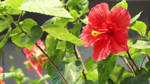 Close up of red Hibiscus rosa-sinensis , Hawaiian hibiscus Flower