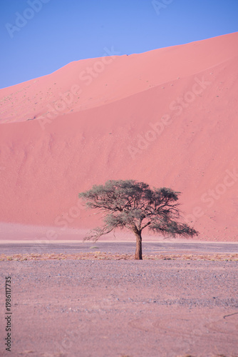 Golden dunes rise like waves frozen in time, stretching endlessly under a sky painted with soft pastels, where solitude and silence reveal the raw soul of Namibia’s desert.	
