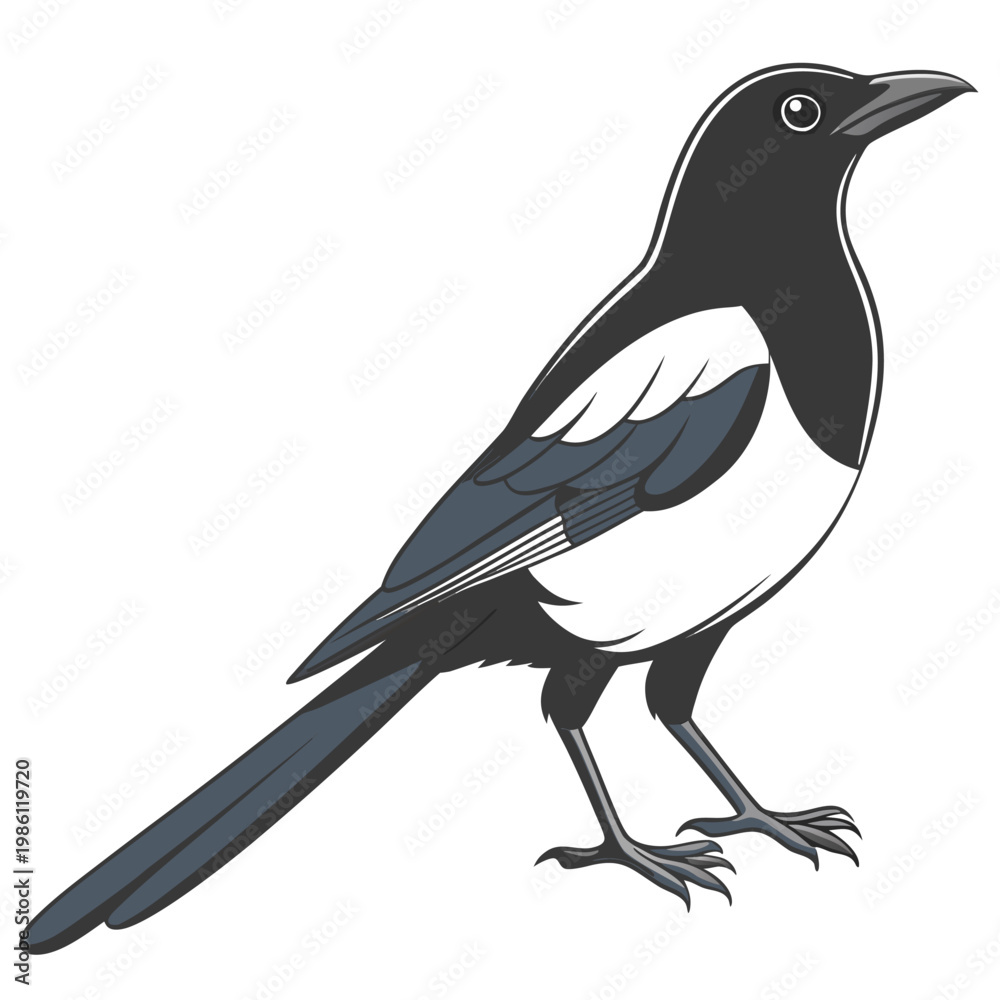 Obraz premium Vector illustration of a magpie bird standing