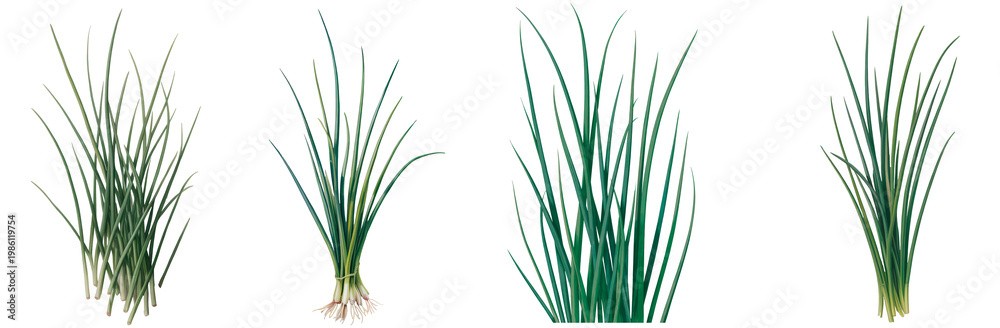 Naklejka premium Fresh green onion and chive plants in different bunches and arrangements isolated on transparent background.