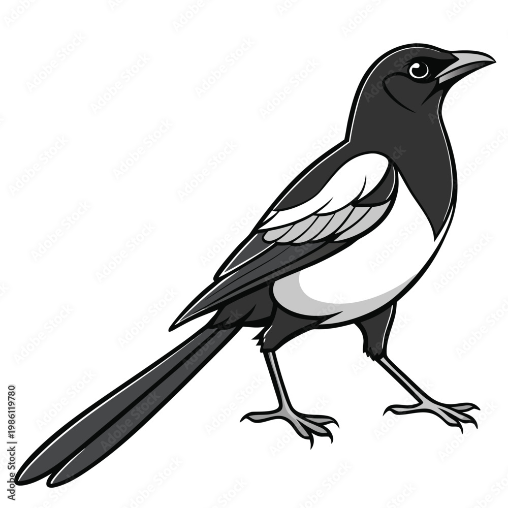 Obraz premium Illustration of a black and white magpie bird standing
