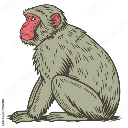 Illustration of a japanese macaque or snow monkey sitting in profile viewed from the side