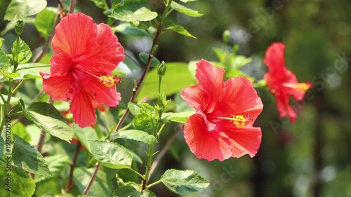 Close up of red Hibiscus rosa-sinensis , Hawaiian hibiscus Flower