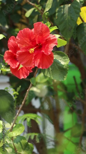 Close up of red Hibiscus rosa-sinensis , Hawaiian hibiscus Flower