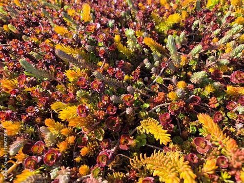 Wunderschöner Teppich aus verschiedenen Sedum-Arten