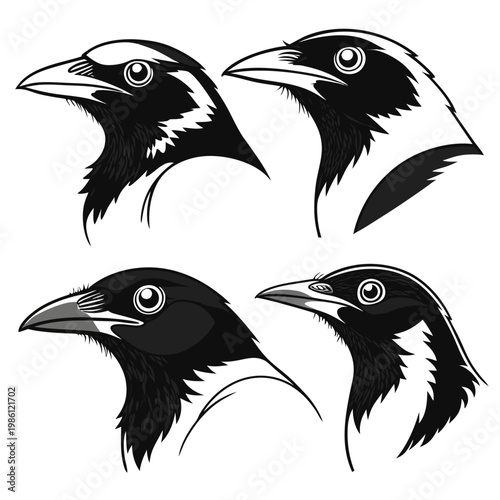 Set of magpie bird heads, vector illustration of australian magpie portraits