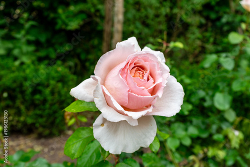 Rosa