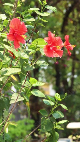 Close up of red Hibiscus rosa-sinensis , Hawaiian hibiscus Flower