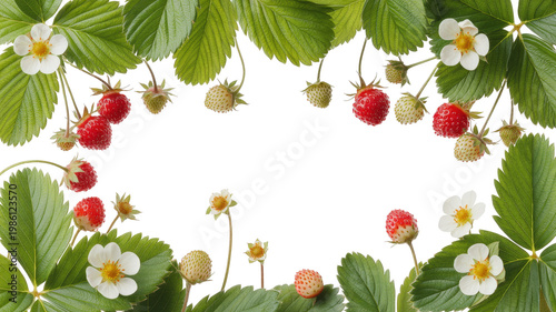 Botanical strawberry elements with red berries and white flowers isolated on transparent background
