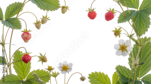 Fresh strawberry plant composition with leaves and fruits isolated for creative layouts